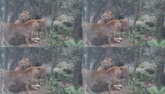 野生动物园狮子老虎高清在线视频素材下载