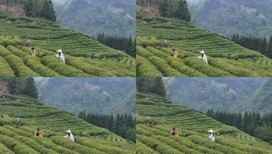 茶园采茶，春茶高清在线视频素材下载