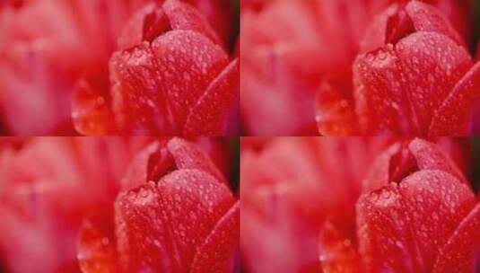 一束粉红色郁金香宏上的水滴高清在线视频素材下载