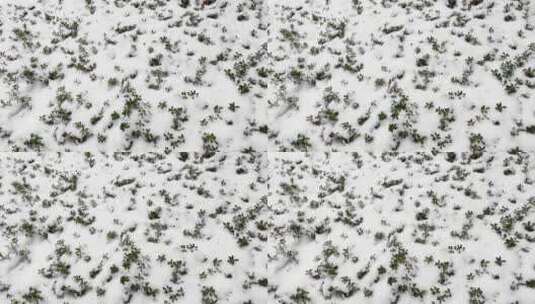 冬季雪地下的植物高清在线视频素材下载