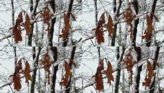 下雪后树枝枯叶上的积雪高清在线视频素材下载