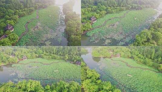 杭州湘湖荷花庄夏天荷塘风景航拍高清在线视频素材下载