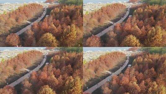 灵龟山公园落羽杉航拍高清在线视频素材下载