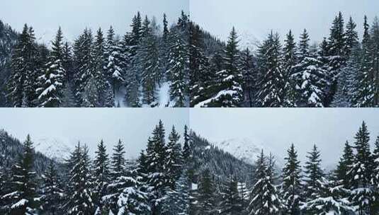 雪后山林景致，银装素裹的森林雪景高清在线视频素材下载