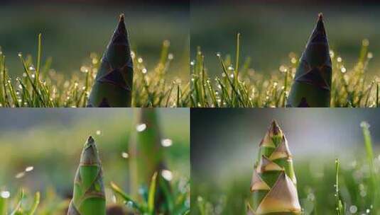 雨后春笋生长高清在线视频素材下载