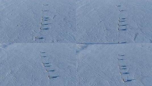 雪地上成群结队奔跑的狍子高清在线视频素材下载