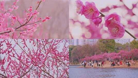 梅花红梅花卉花朵盛开春天赏梅高清在线视频素材下载