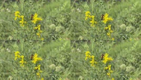 蜜蜂采蜜油菜花特写春天生机勃勃的自然风光高清在线视频素材下载