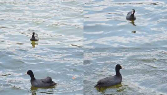 水面游动的水鸟高清在线视频素材下载