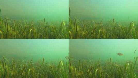 环境生态水下水草和小鱼高清在线视频素材下载