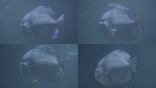 海底世界深海鱼群潜水摄影高清在线视频素材下载