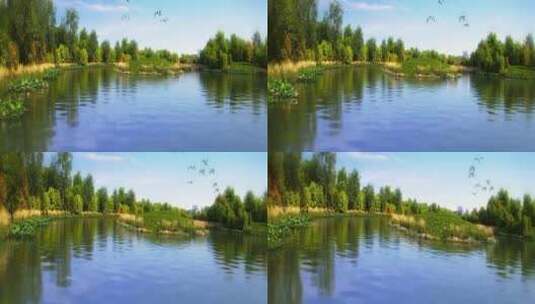 白鹭飞鸟湿地湖泊千岛湖绿色生态三维动画高清在线视频素材下载