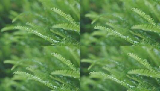 春天绿色蕨类植物视频素材高清在线视频素材下载