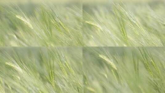 小麦麦穗的特写高清在线视频素材下载