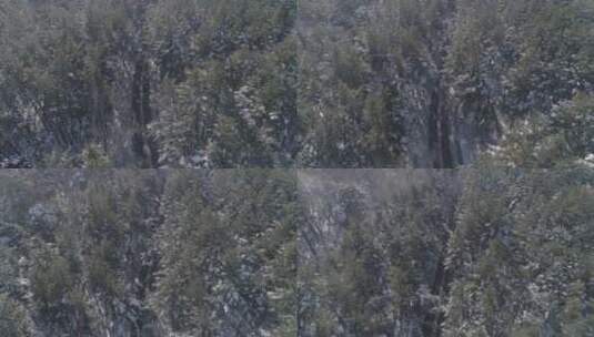 唯美长白山原始森林日出雪景航拍高清在线视频素材下载