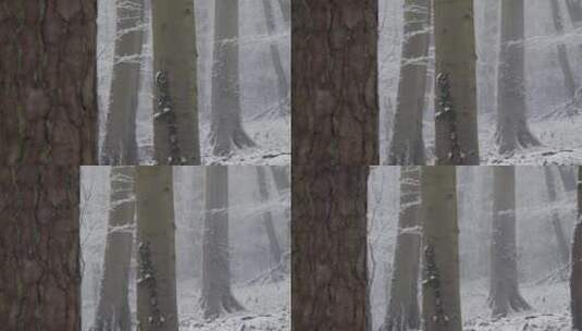 追踪镜头从雪域林地的树木上拉开高清在线视频素材下载