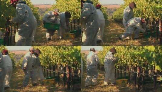 人们在加州圣巴巴拉县葡萄园采摘葡萄高清在线视频素材下载