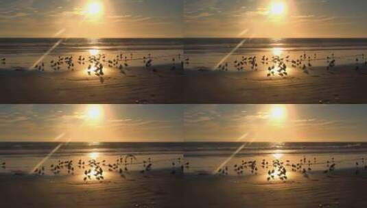 滨鸟在加州中部海岸晒太阳高清在线视频素材下载