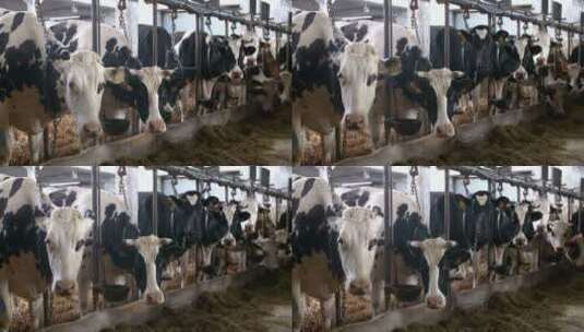 许多头奶牛被圈养在农场里高清在线视频素材下载