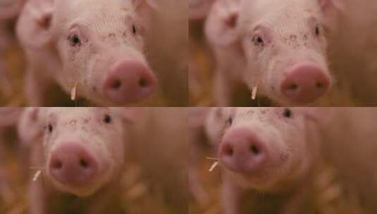 养猪场的猪高清在线视频素材下载