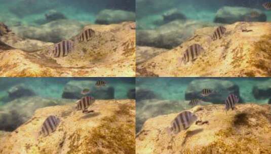 水下的热带鱼高清在线视频素材下载