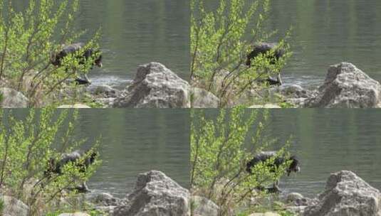 黑色小狗跳进湖里蹚水高清在线视频素材下载