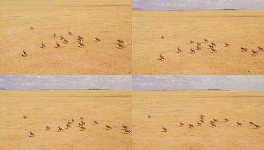 在纳米比亚沙漠奔跑的羚羊群高清在线视频素材下载