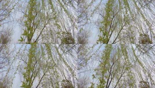 上海浦江郊野公园门口4K实拍高清在线视频素材下载