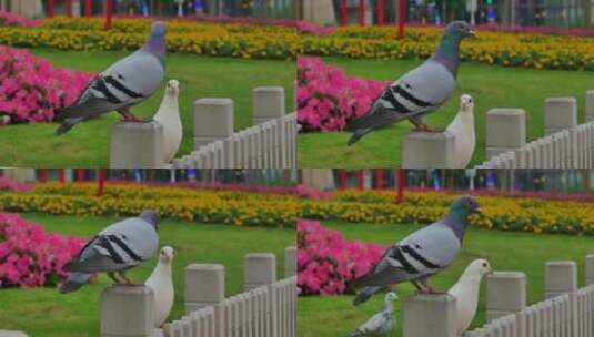 广场草坪上的鸽子高清在线视频素材下载