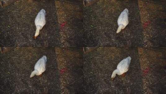 大白鹅在牧场草地上觅食高清在线视频素材下载
