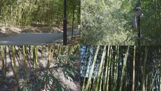 【镜头合集】北京紫竹院公园竹林小径高清在线视频素材下载