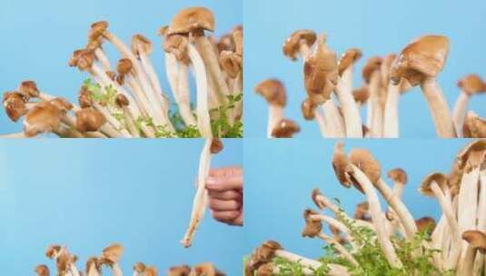新鲜茶树菇高清在线视频素材下载
