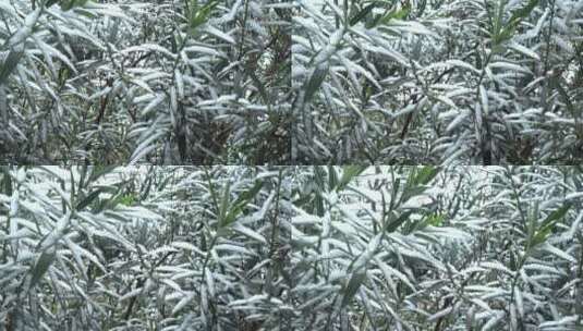 下雪天树叶上的积雪高清在线视频素材下载