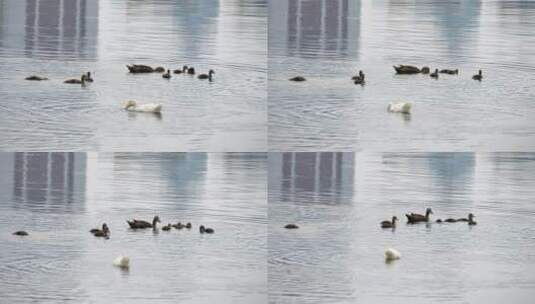 湖面一群鸭子游泳觅食高清在线视频素材下载