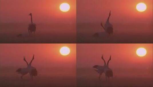夕阳西下的丹顶鹤天鹅大雁野生鸟类镜头高清在线视频素材下载