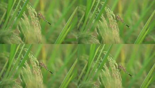 水稻稻穗上的蜻蜓高清在线视频素材下载