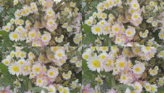 花朵白菊菊花高清在线视频素材下载