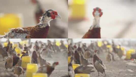 养鸡场实拍视频素材高清在线视频素材下载