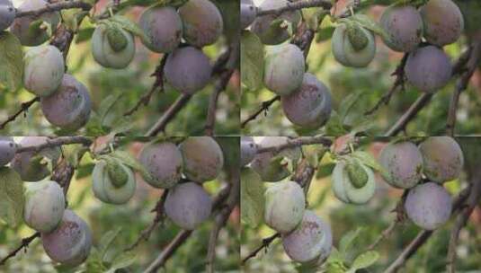 枝头成熟的李子果实高清在线视频素材下载