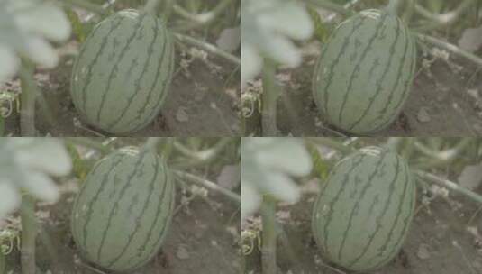 西瓜种植LOG高清在线视频素材下载
