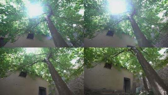 老房子后院的杏树高清在线视频素材下载