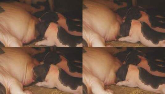 正在吃奶的小猪高清在线视频素材下载