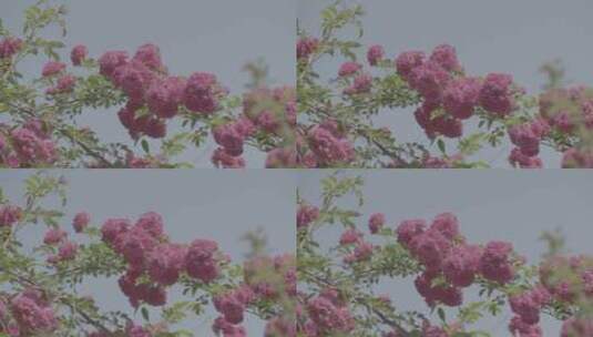 夏天的蔷薇花LOG高清在线视频素材下载