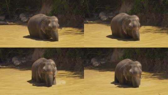 大象在湖里冷却高清在线视频素材下载