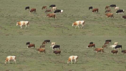 在草原上吃草的牛群高清在线视频素材下载