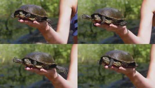 自然界中手里拿着乌龟的人高清在线视频素材下载