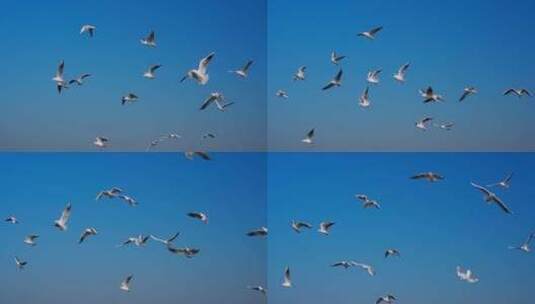 一群白色的候鸟高清在线视频素材下载