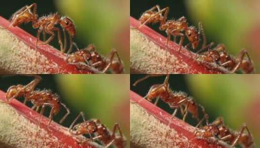 植物上的蚂蚁高清在线视频素材下载