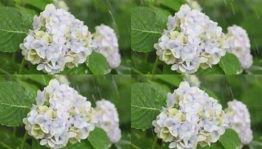 雨水下的盛开的绣球花高清在线视频素材下载