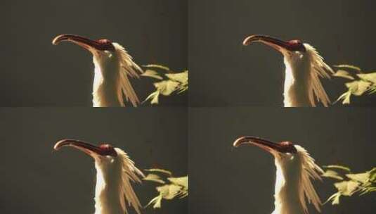 鹳鹤鹈鹕水鸟海鸟标本模型高清在线视频素材下载